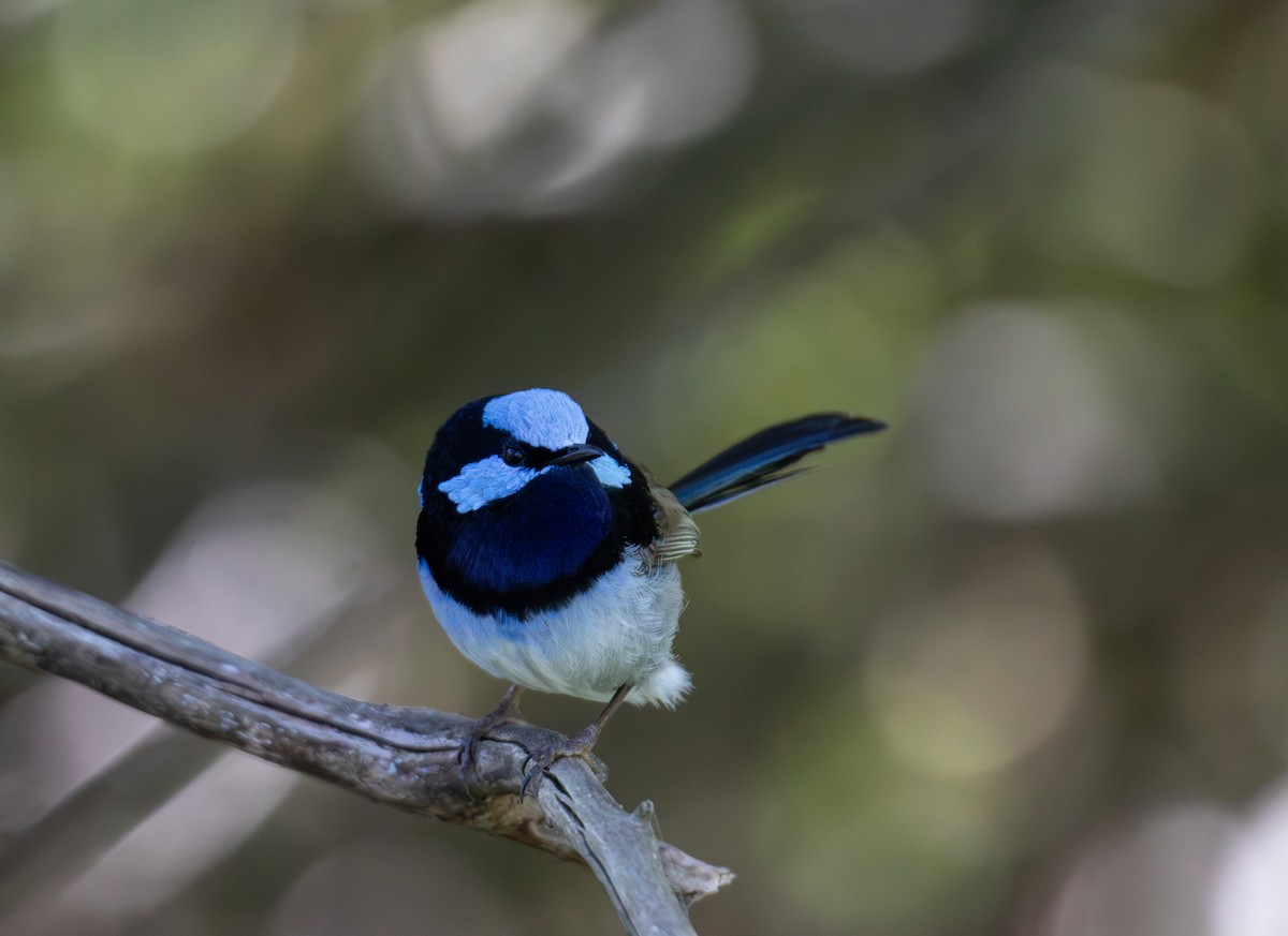 modropláštník nádherný - ML644689914