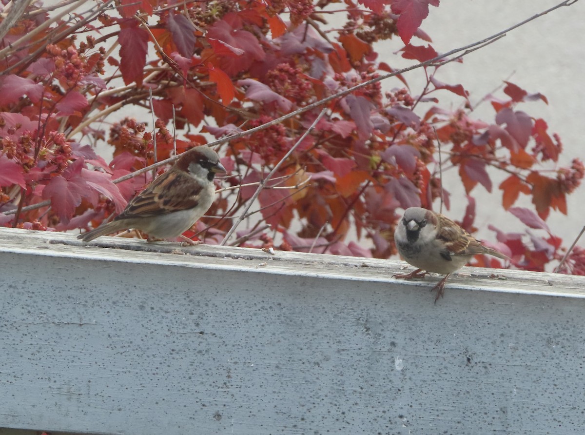 Etxe-txolarrea - ML644689915