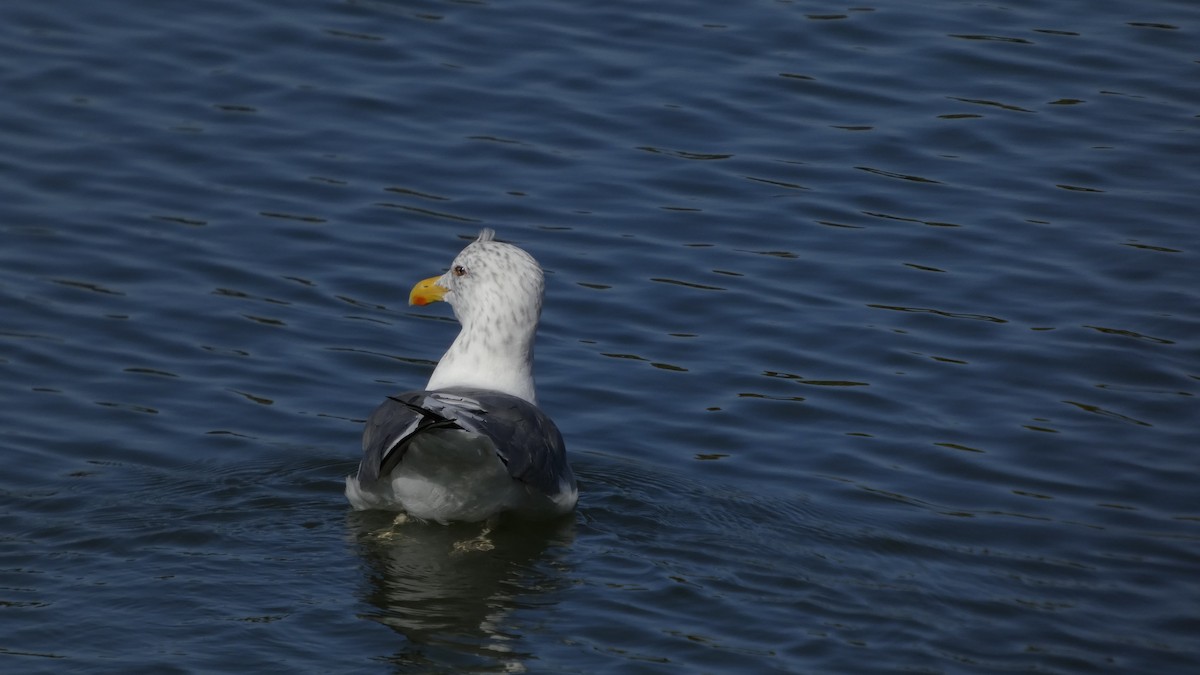 Heringsmöwe (taimyrensis) - ML644689917