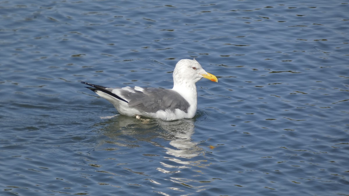 Heringsmöwe (taimyrensis) - ML644689922