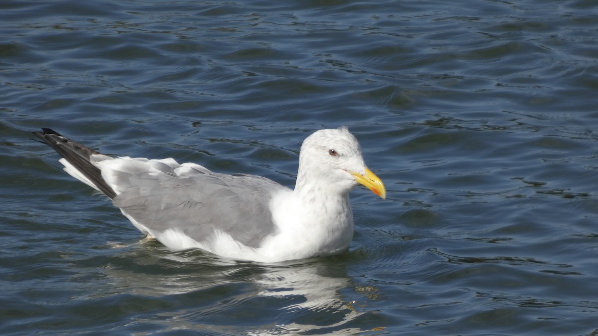 Heringsmöwe (taimyrensis) - ML644689924