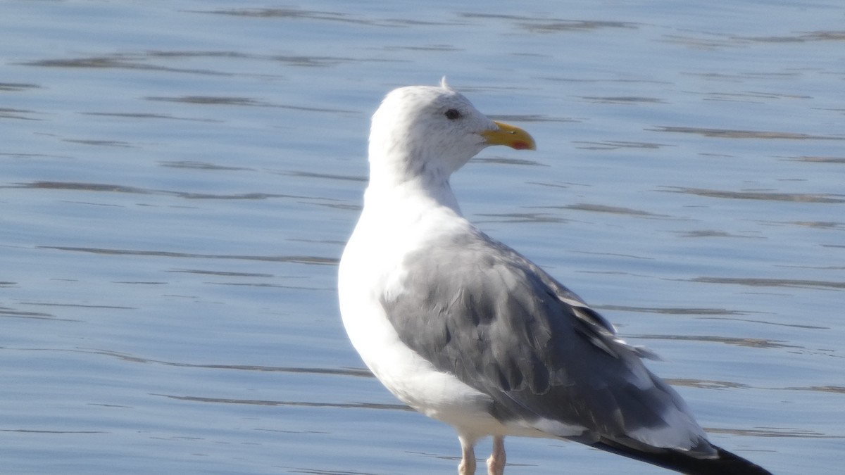 Heringsmöwe (taimyrensis) - ML644689925