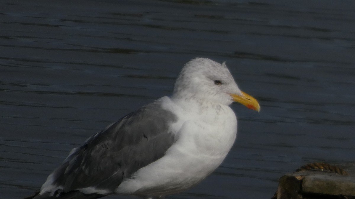 Heringsmöwe (taimyrensis) - ML644689926