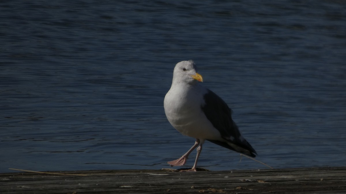 Heringsmöwe (taimyrensis) - ML644689927