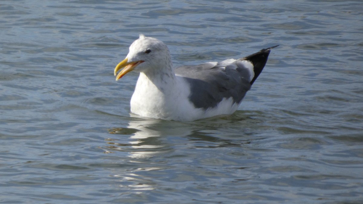 Heringsmöwe (taimyrensis) - ML644689928