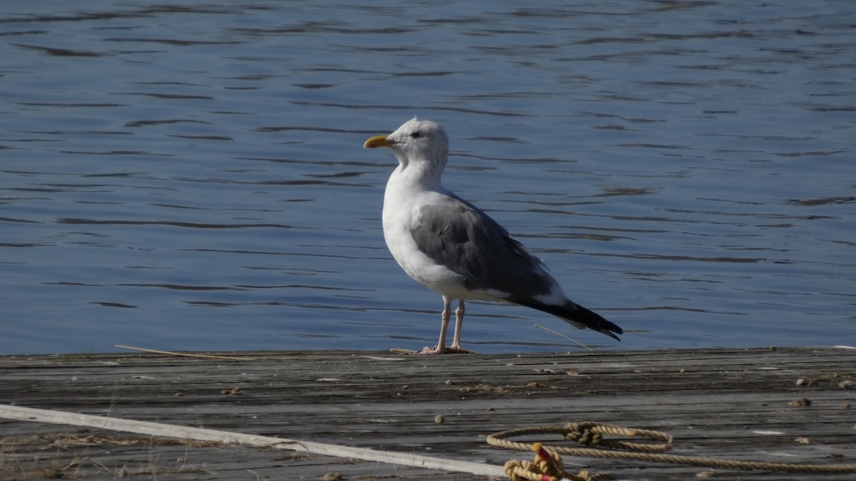 Heringsmöwe (taimyrensis) - ML644689929