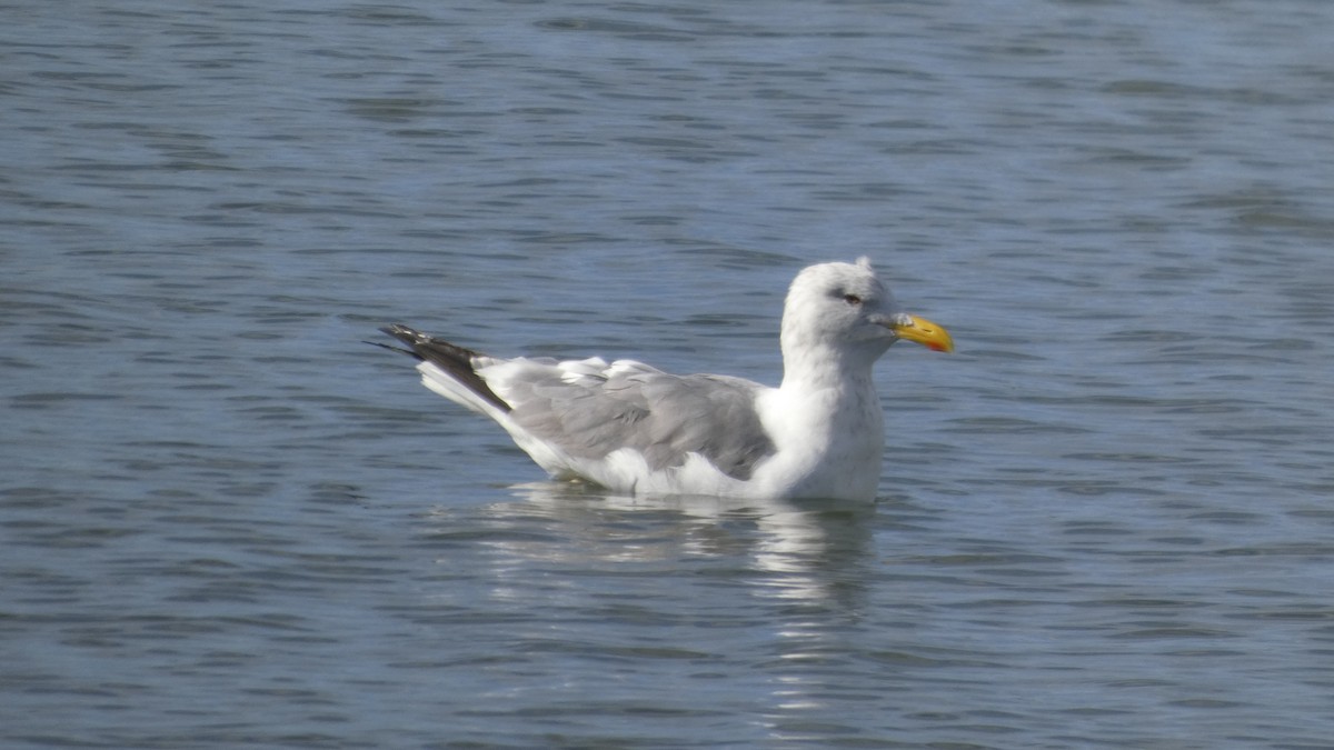 Heringsmöwe (taimyrensis) - ML644689930