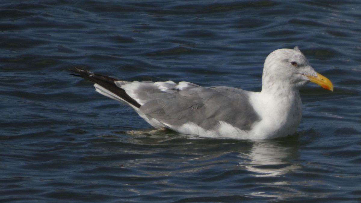 Heringsmöwe (taimyrensis) - ML644689931