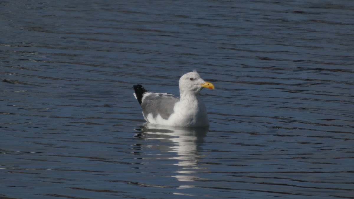 Heringsmöwe (taimyrensis) - ML644689932