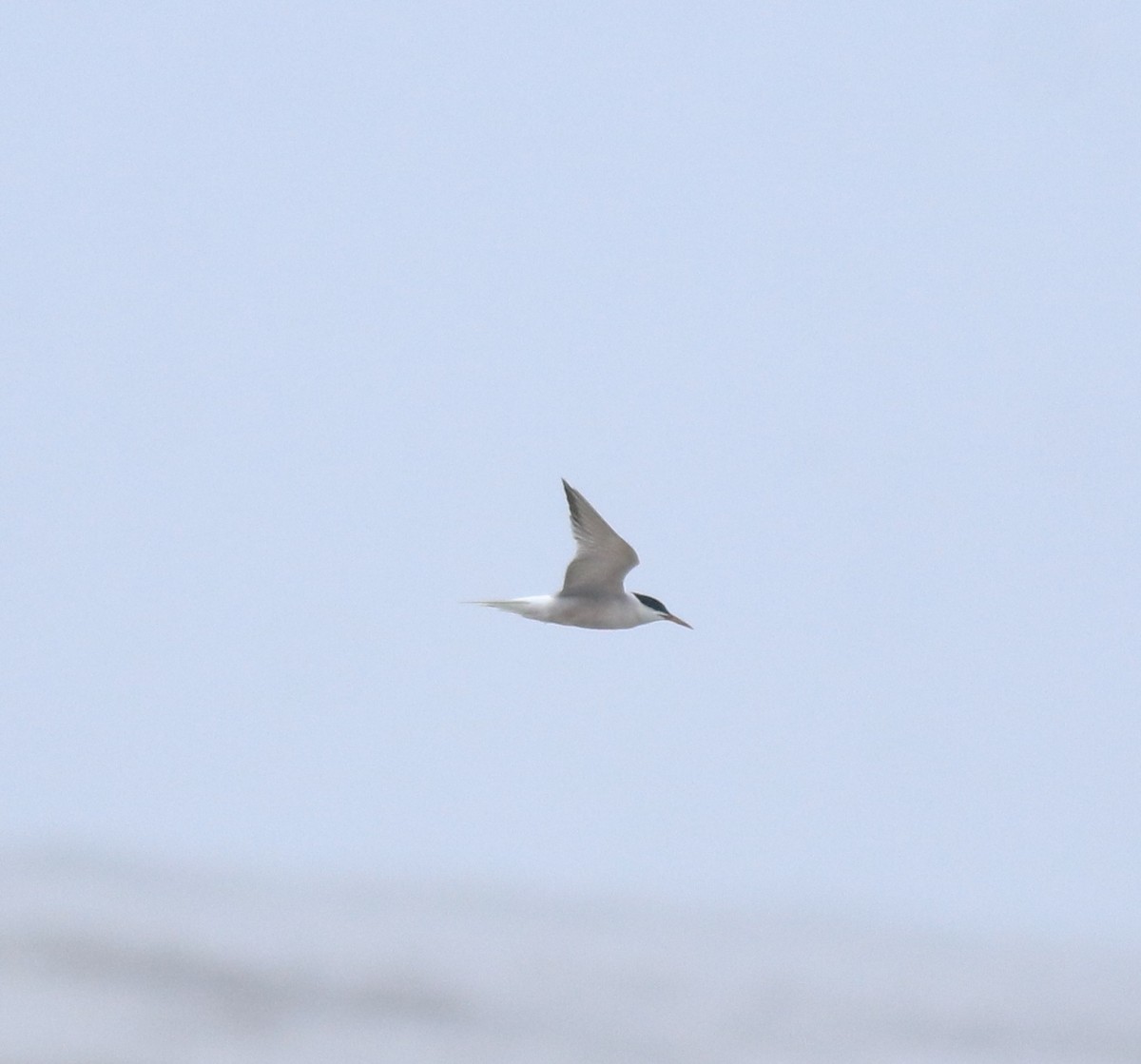 rybák obecný - ML644689934