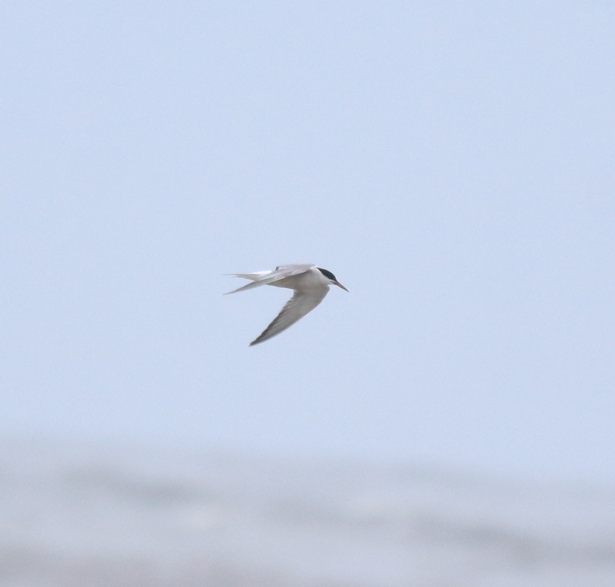 rybák obecný - ML644689935