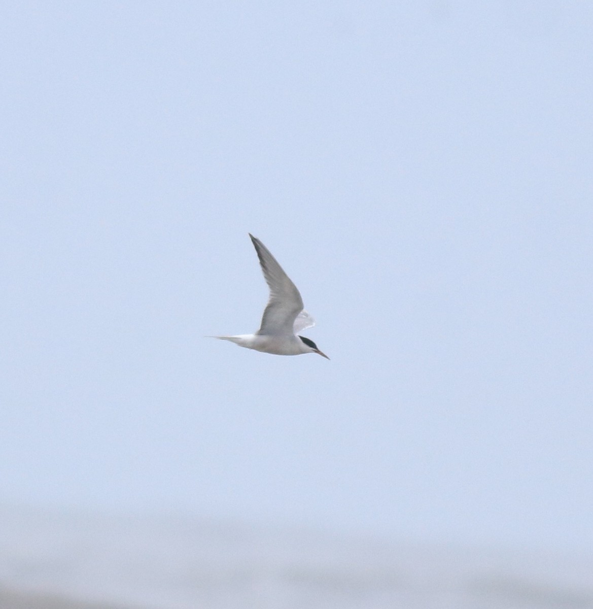 rybák obecný - ML644689937