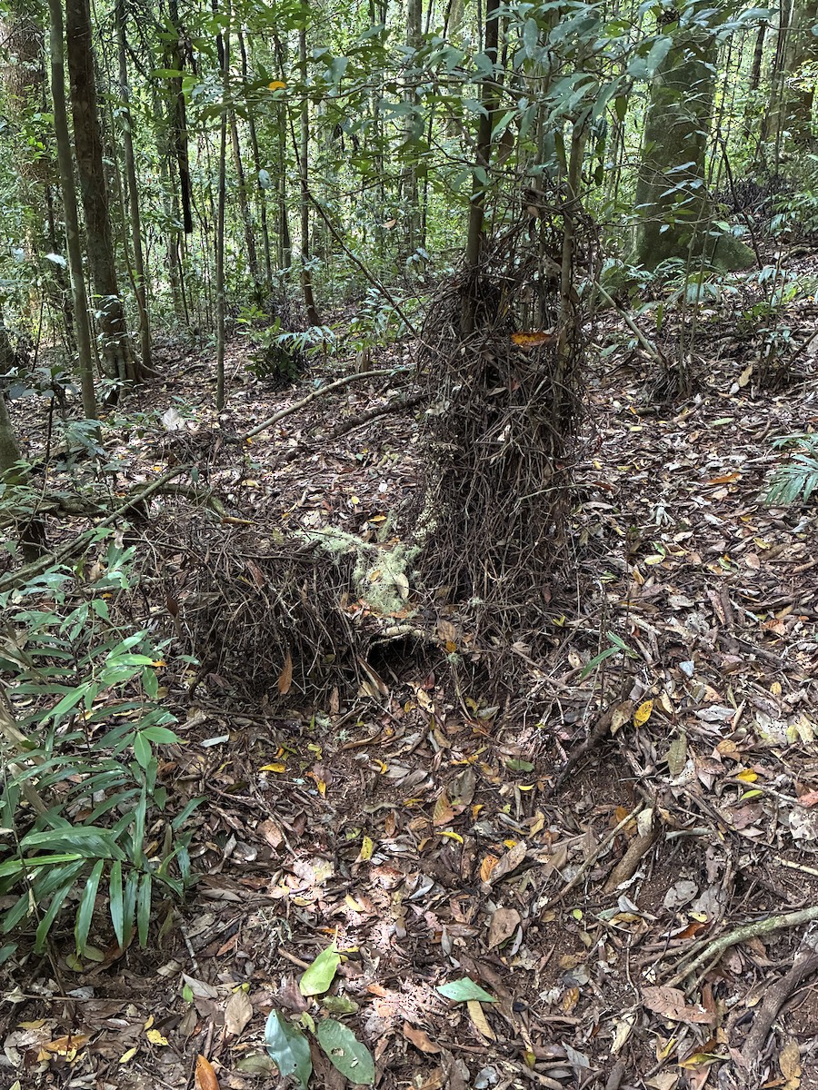 lemčík zlatý - ML644689940