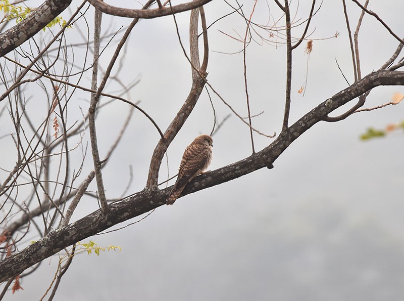 poštolka obecná - ML644689941