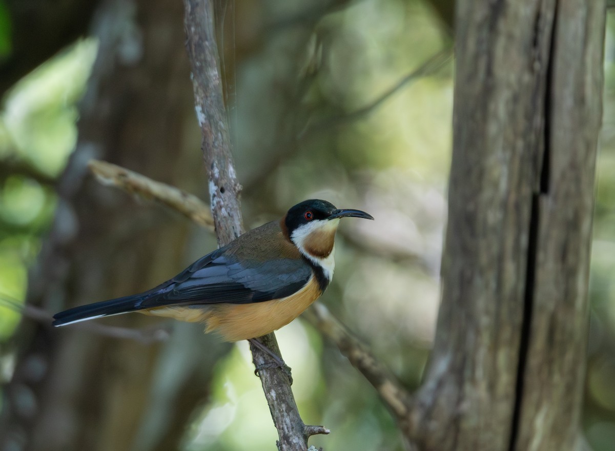 jehlozobka východní - ML644689944