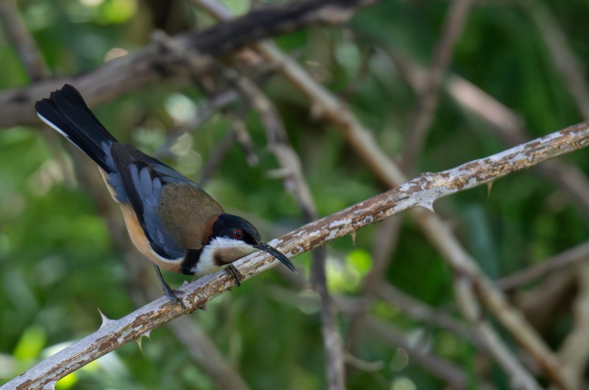 jehlozobka východní - ML644689945