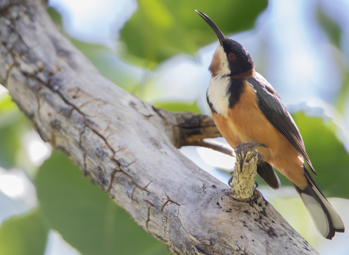 jehlozobka východní - ML644689946