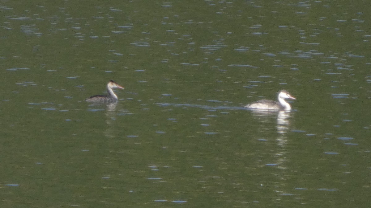 potápka roháč - ML644689947