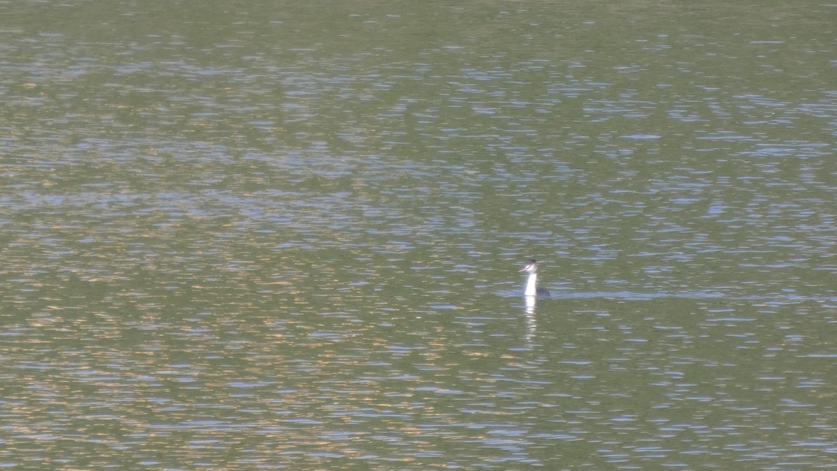 potápka roháč - ML644689948