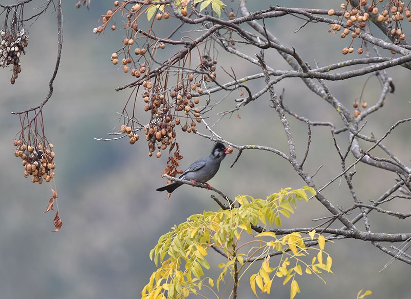 Black Bulbul - ML644689949