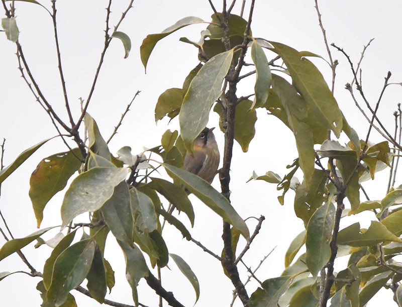 Whiskered Yuhina - ML644689951