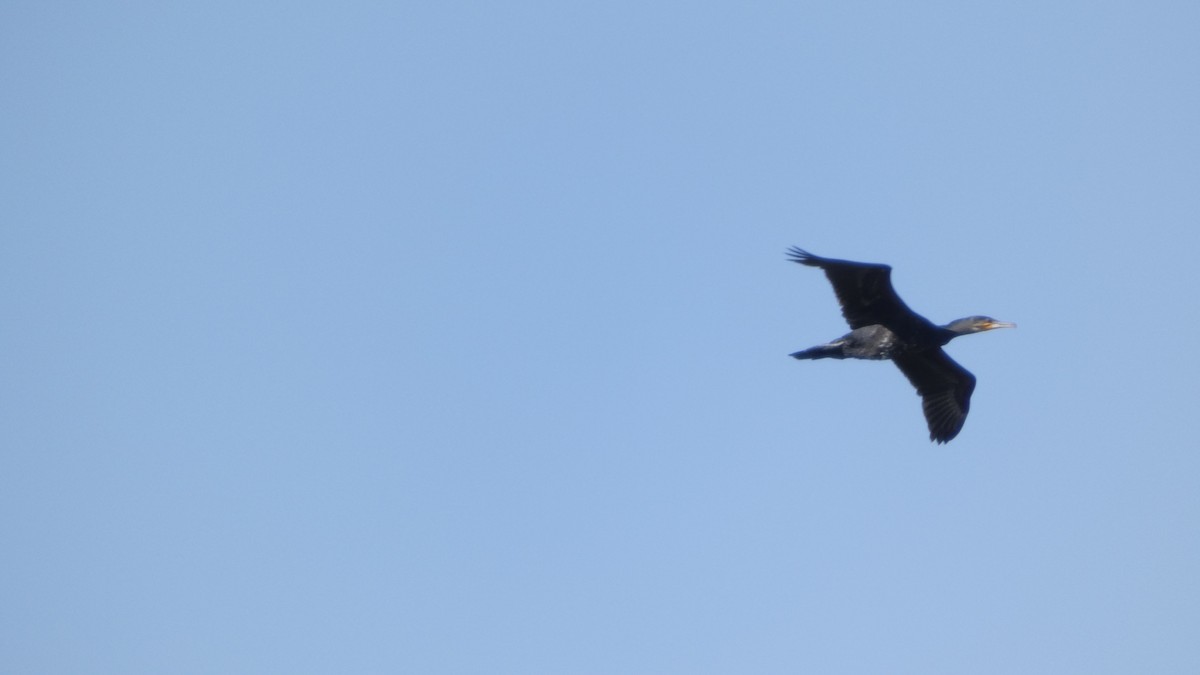 kormorán velký - ML644689952