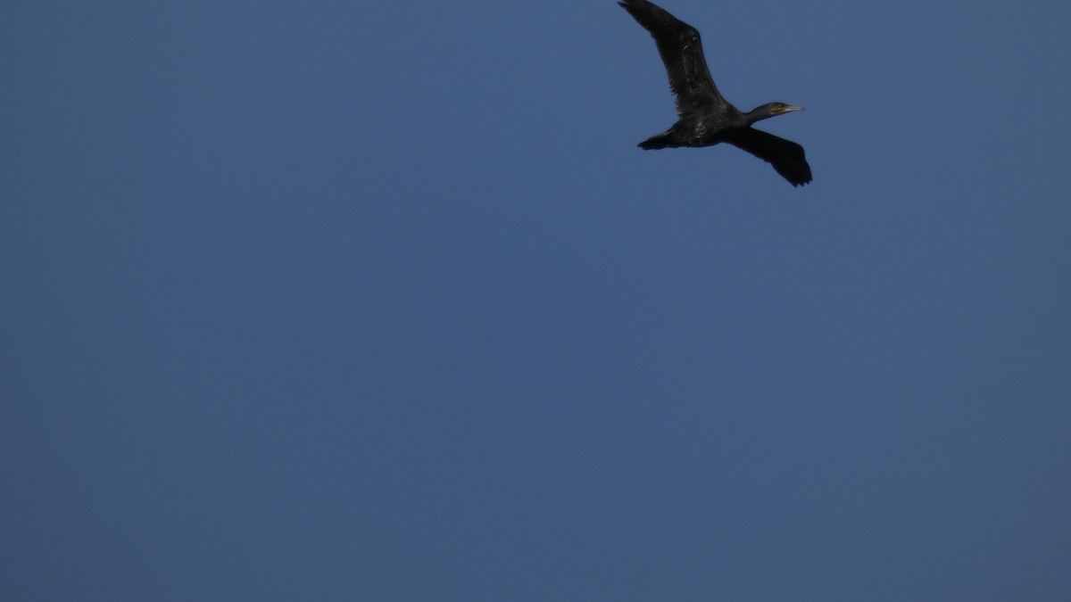 kormorán velký - ML644689953