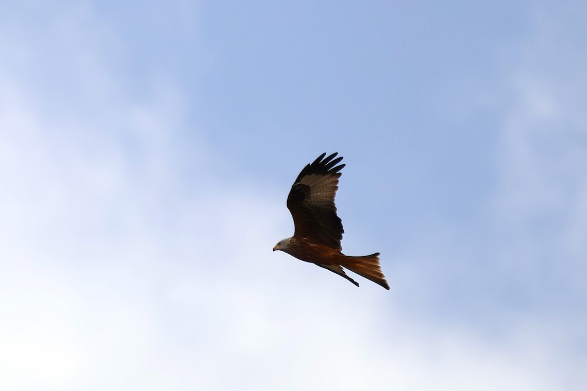 luňák červený - ML644689954