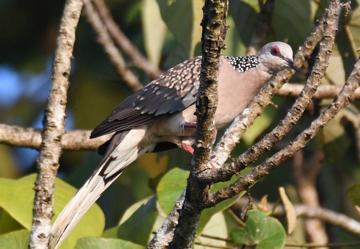 hrdlička kropenatá - ML644689955