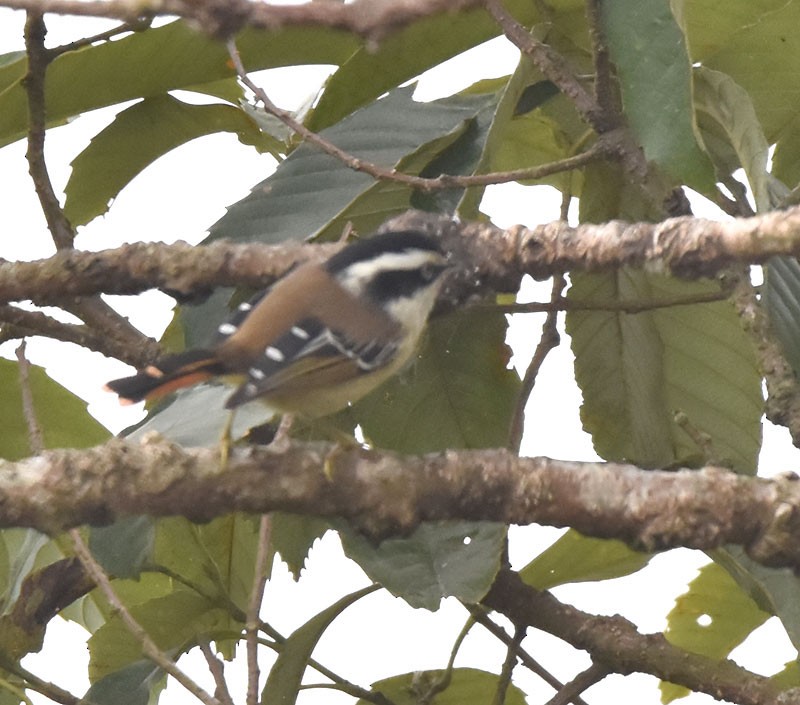 Red-tailed Minla - ML644689956