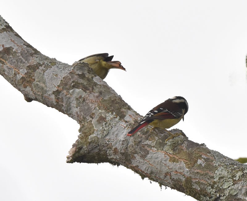 Red-tailed Minla - ML644689957