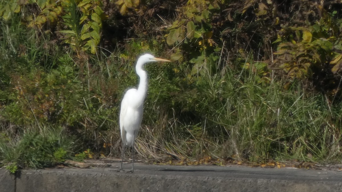 volavka bílá - ML644689962