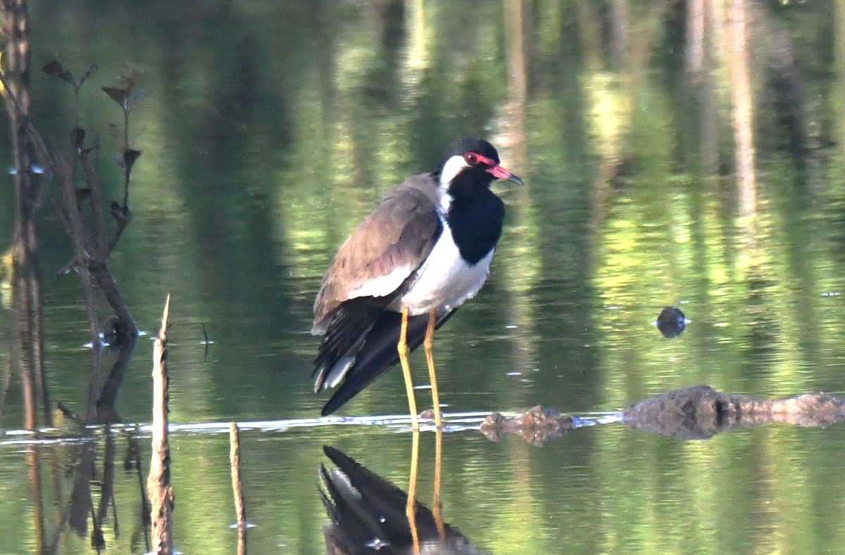 čejka černoprsá - ML644689963