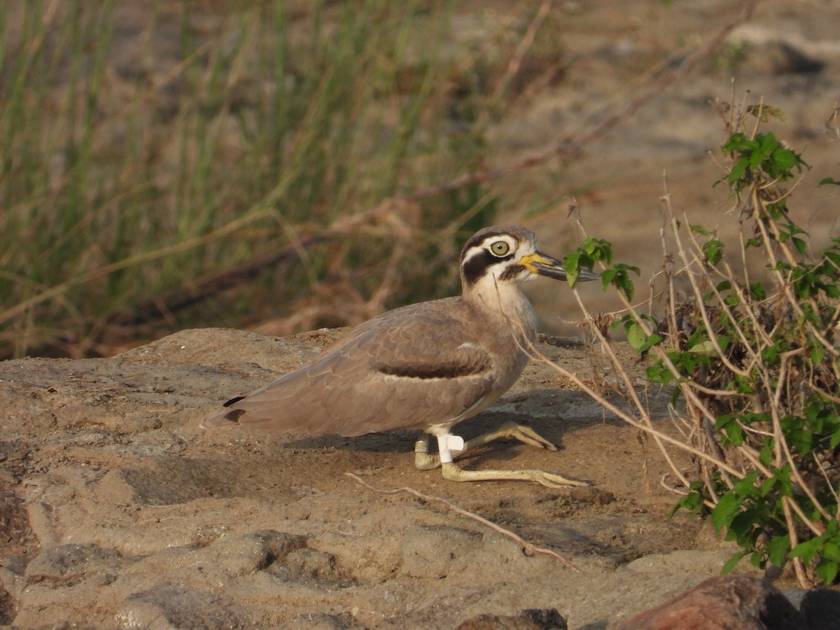 Great Thick-knee - ML644689964