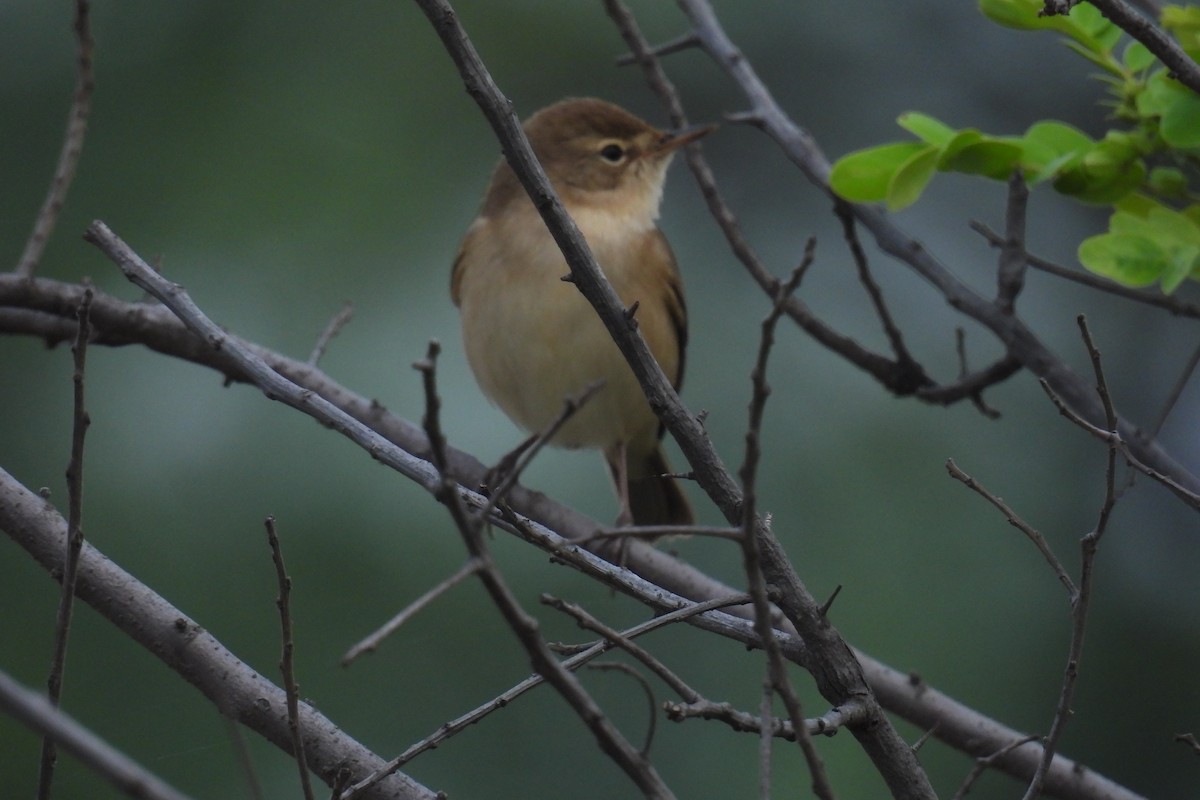 sedmihlásek malý - ML644689965