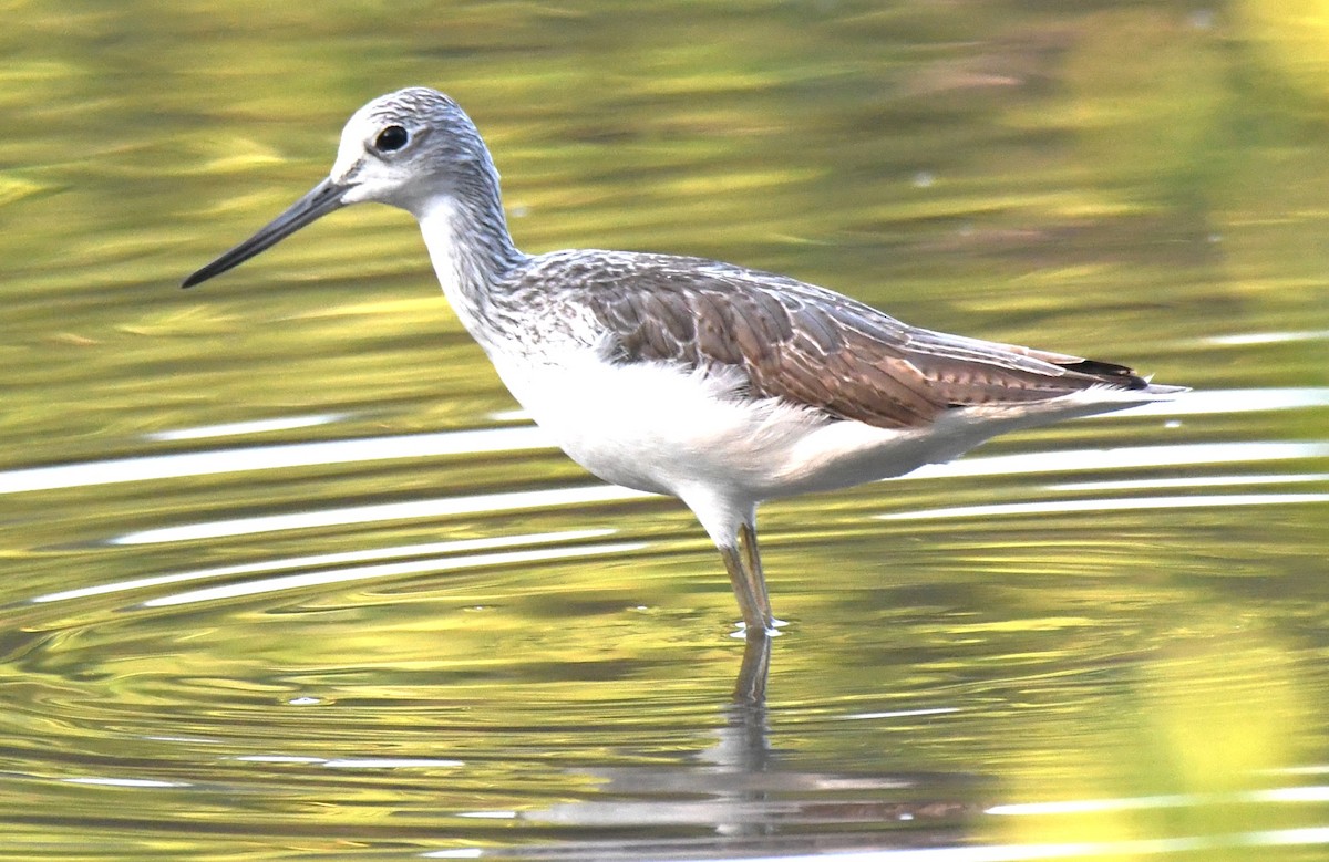 vodouš šedý - ML644689966