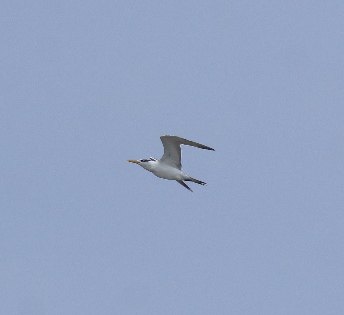 Great Crested Tern - ML644689969