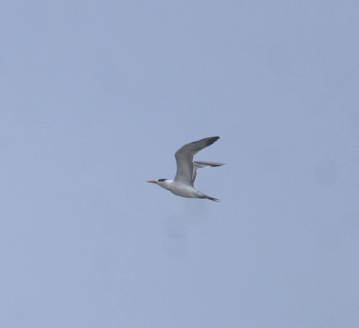 Great Crested Tern - ML644689970