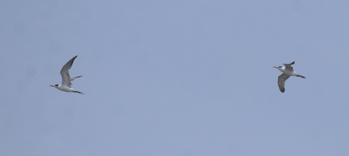 Great Crested Tern - ML644689971