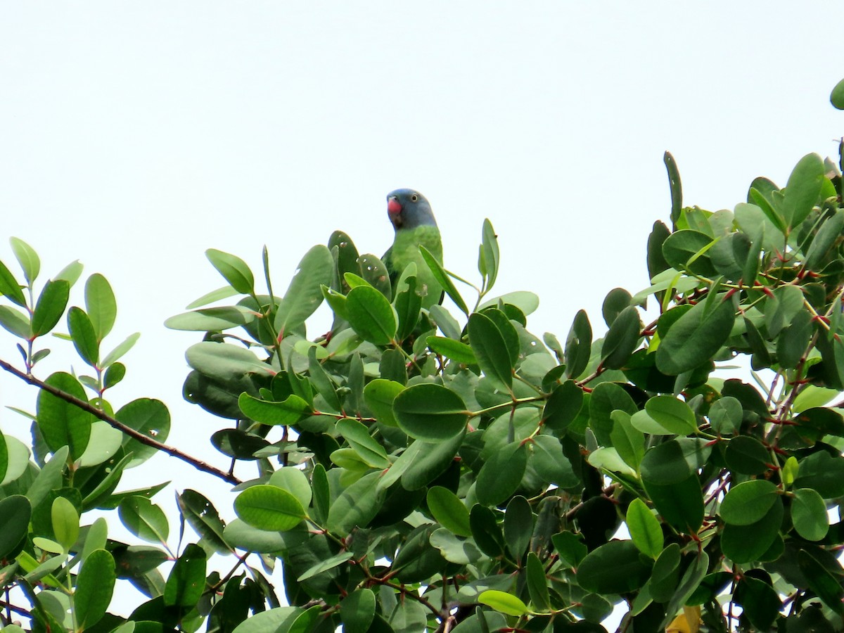 Simeulue Parrot - ML644689984