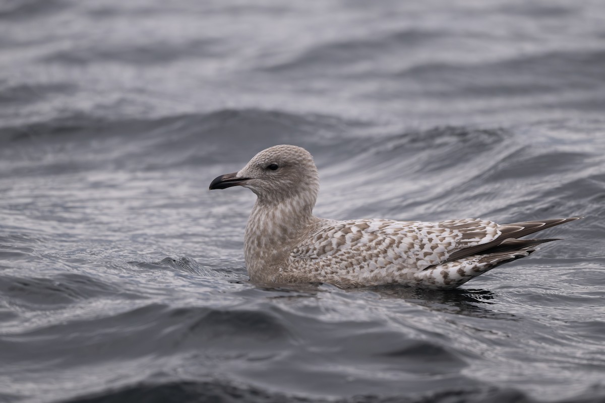 Iceland Gull (Thayer's) - ML644689985