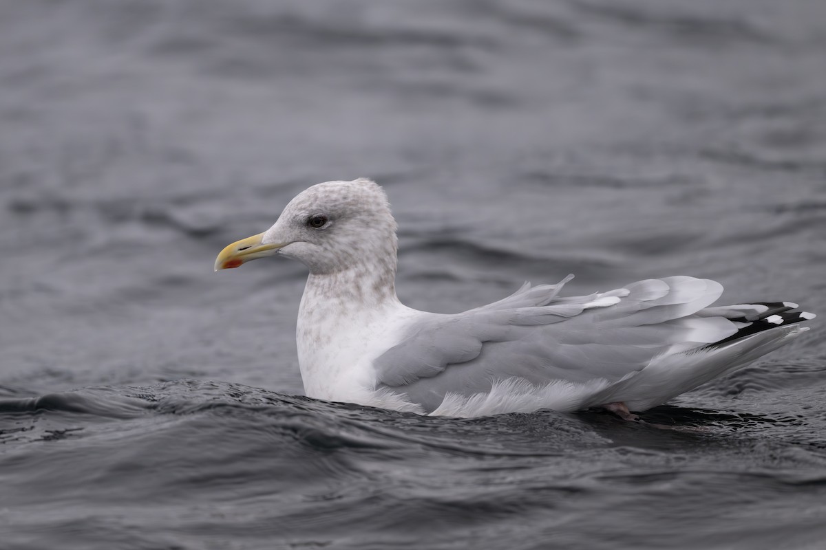 Iceland Gull (Thayer's) - ML644689986