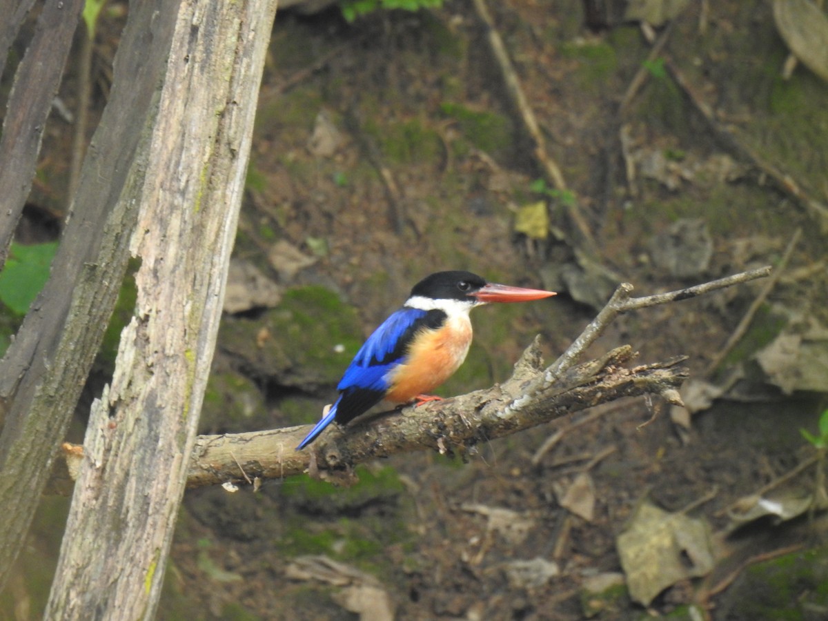 Black-capped Kingfisher - ML644689987