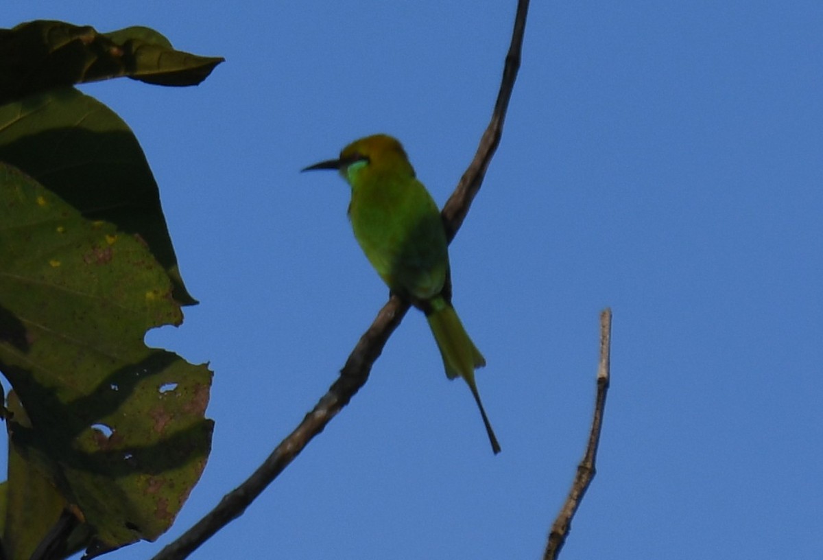 beryllbieter - ML644689996