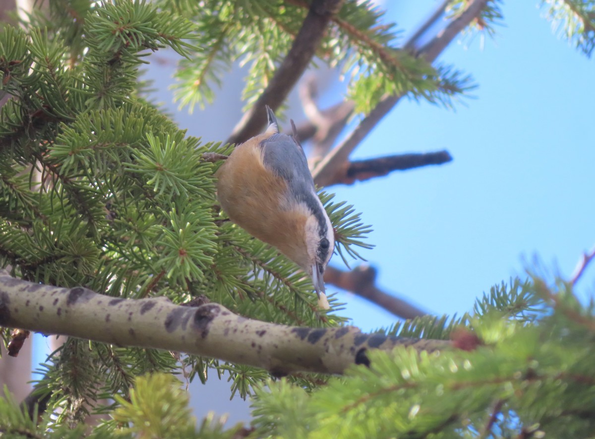 Garrapo kanadarra - ML644689998