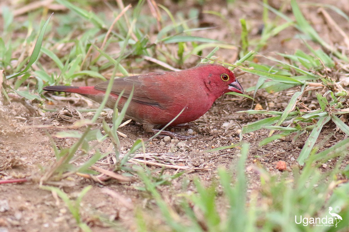 Red-billed Firefinch - ML644690002