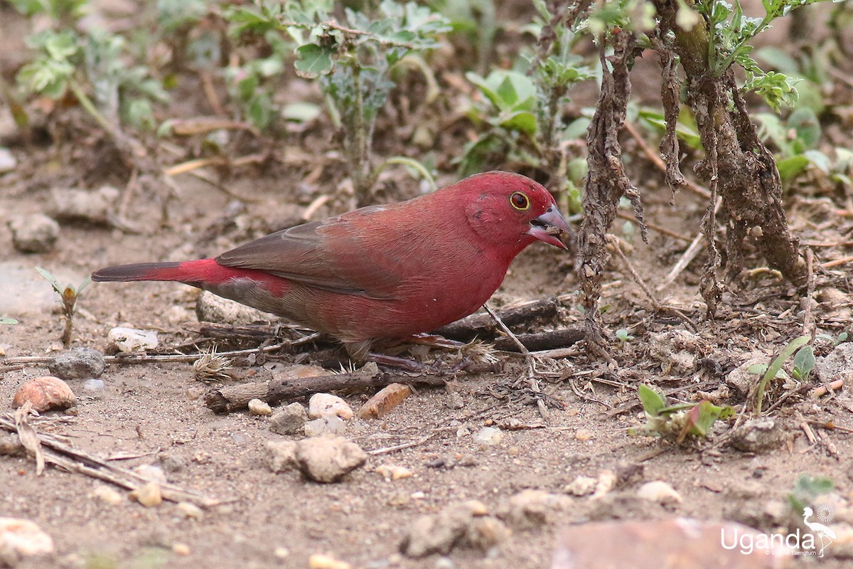 Red-billed Firefinch - ML644690003