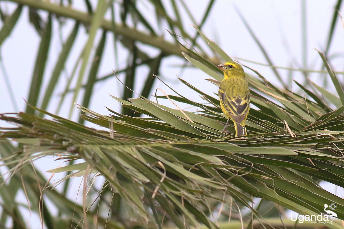Brimstone Canary - ML644690006