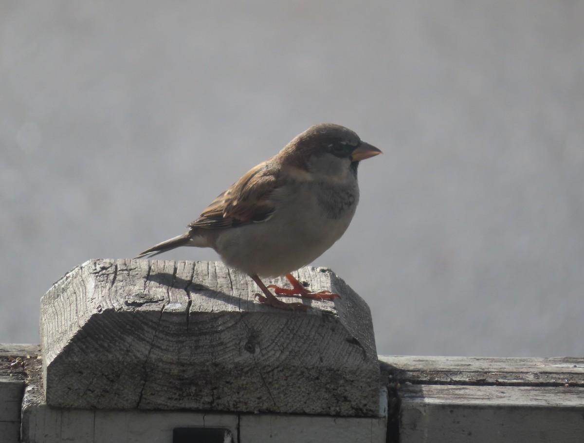 Etxe-txolarrea - ML644690010