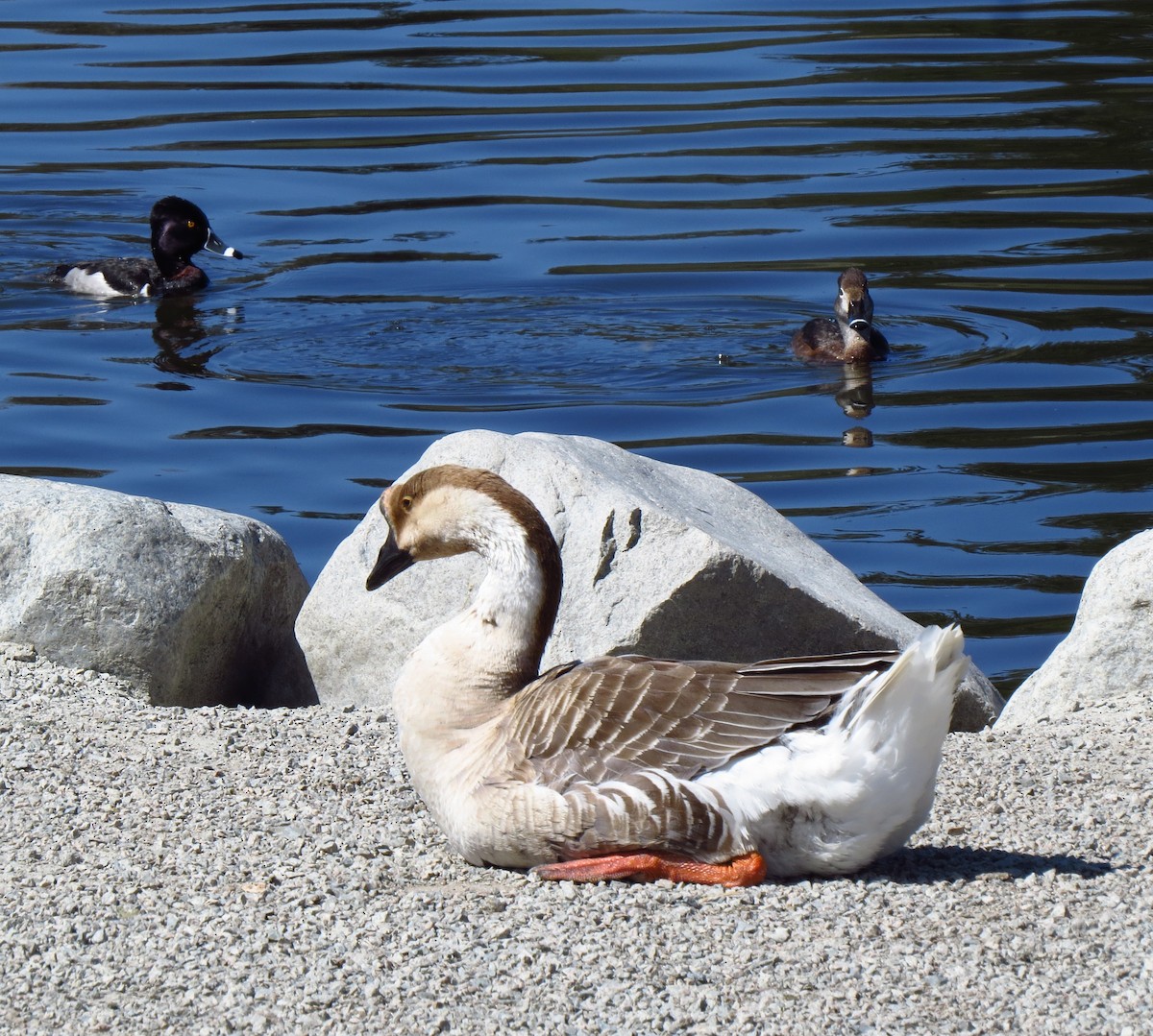 Ánsar Cisnal - ML644690013